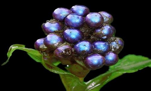 Loại quả rừng sáng nhất hành tinh Quả Pollia có hình dáng giống đèn trang trí cây thông Noel. Ảnh: Discovery Magazine.