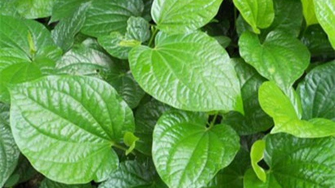Bài thuốc giải độc, chữa đau nhức từ lá lốt Lá lốt. Ảnh: meovatdoisong.