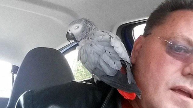 'Siêu vẹt' chạy khỏi nhà rồi tự gọi taxi để về Tài xế Pete Knight giúp Evie tìm lại người chủ của mình.