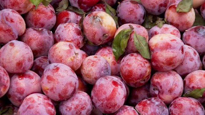 Những tác dụng không ngờ của quả mận Những tác dụng không ngờ của quả mận