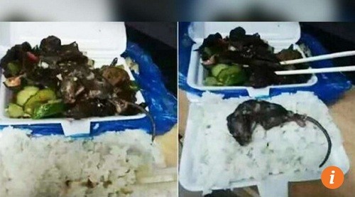 Hoảng hồn phát hiện chuột chết trong đồ ăn căng tin đại học Con chuột chết nằm trong món mộc nhĩ xào dưa chuột mua ở căng tin trường. Ảnh: SCMP