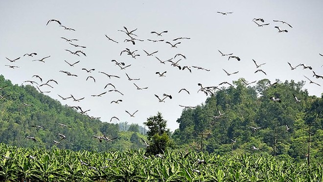 Đàn chim lạ hàng trăm con trên thượng nguồn sông Hồng Đàn chim lạ hàng trăm con xuất hiện trên vùng đất vùng biên giới huyện Bát Xát, tỉnh Lào Cai.