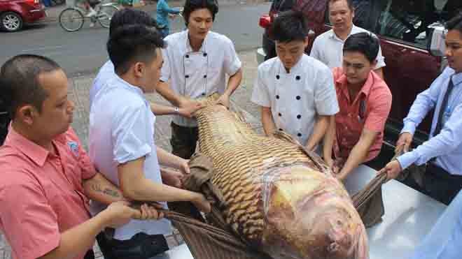 Cá hô “khủng” lại về Sài Gòn phục vụ thượng đế Con cá hô “khủng” có chiều dài hơn 1,5m, phải huy động nhiều người mới nhấc được.