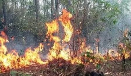 Hai anh em ruột chết thương tâm khi đốt thực bì Không chú ý cách ly cỏ khô với thực bì, dẫn đến hậu quả 2 anh em ruột chết cháy thương tâm (Ảnh minh họa).