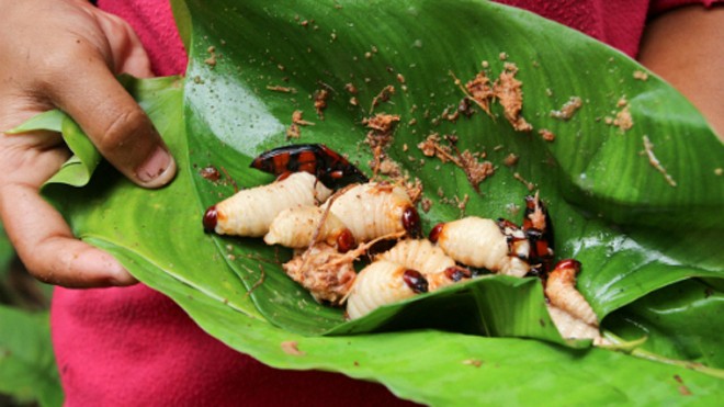 Bán đuông dừa, một nhà hàng bị phạt 6 triệu đồng Đuông dừa sống trong phần cổ hũ mềm của cây dừa. Chúng là ấu trùng của loại bọ cánh cứng: kiến dương hay bọ rầy khoét ngọn và chui vào đẻ trứng rồi theo thời gian trứng nở ra thành những ấu trùng nhỏ và nhanh chóng lớn lên nhờ ăn những đọt cổ hủ dừa.
