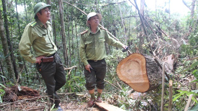 Lại phát hiện gỗ pơ mu gần trụ sở BQL khu kinh tế cửa khẩu Hiện trường vụ phá rừng pơ mu ở biên giới