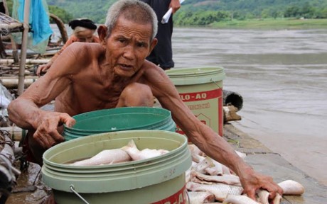 Lộ nguyên nhân khiến gần 125 tấn cá bị chết ở Thanh Hóa Cá lồng chết trong đợt mưa lũ vừa qua tại Thanh Hóa. Ảnh: VOV