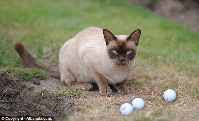 Chú mèo chuyên “ăn trộm” bóng golf khiến CLB phải đổi luật chơi Mèo Merlin bên những quả bóng golf ưa thích. (Nguồn: Dailymail.co.uk)