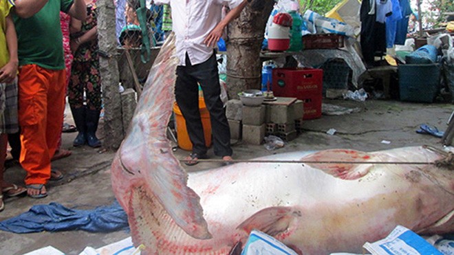 Hàng trăm người đổ xô xem cá tra dầu 200 kg Cá tra dầu nặng hơn 200 kg thu hút nhiều người đến xem. Ảnh: Cửu Long