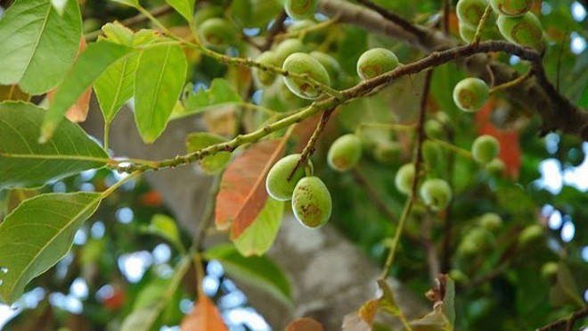 Cách dùng quả trám vùng cao chữa bệnh cực hiệu quả Cách dùng quả trám vùng cao chữa bệnh cực hiệu quả