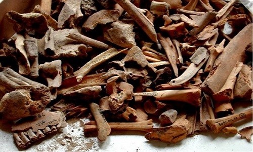 Người cổ đại biết sử dụng sữa bò từ 9.000 năm trước Xương bò, dê, cừu được mang đi phân tích để làm sáng tỏ việc thực hành chăn nuôi lấy thịt và sữa ở khu vực Địa Trung Hải trong thời kỳ Đồ đá mới. Ảnh: Jean-Denis Vigne.