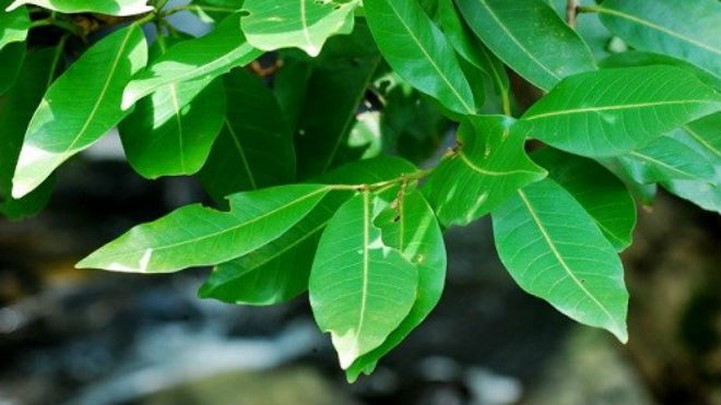 5 loại lá trị viêm đại tràng mãn tính cực nhạy 5 loại lá trị viêm đại tràng mãn tính cực nhạy