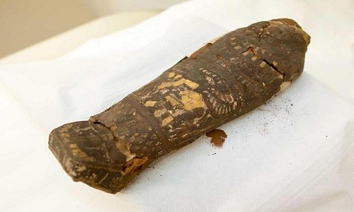 Đứa con sinh non của pharaoh bị nhầm là chim ưng nghìn tuổi Xác ướp bị nhầm là chim ưng suốt nhiều năm thực chất là một bào thai sinh non có thể là con của pharaoh. Ảnh: Britishnews.co.uk.