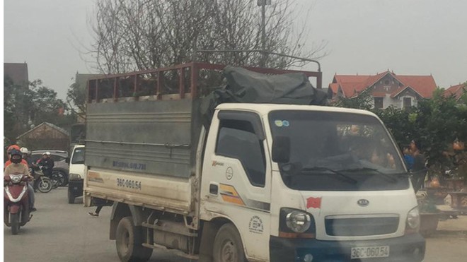 Mổ gà, chở cây dịp Tết, kiếm bạc triệu mỗi ngày Mổ gà, chở cây dịp Tết, kiếm bạc triệu mỗi ngày