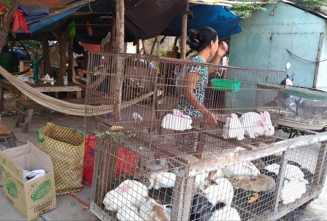 Cận cảnh nơi giết mổ gia cầm ngay tại... nghĩa địa Gà, vịt được bày bán tràn lan ngay bên vệ đường Bình Long, quận Bình Tân, TPHCM