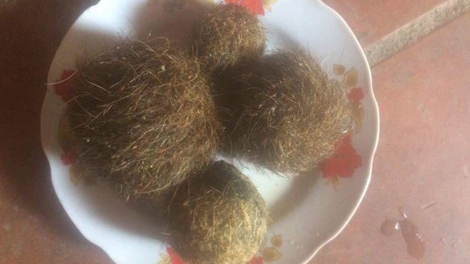 Người dân hiếu kỳ đổ xô đi xem dị vật nghi 'cát lợn' quý hiếm 4 di vật nghi là cát lợn quý hiếm.