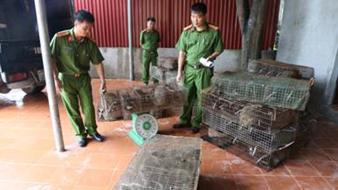 126 con cầy vòi từ biên giới suýt vào bàn nhậu Công an đang kiểm đếm lô hàng động vật quý hiếm trái phép *ảnh: Diệu Linh