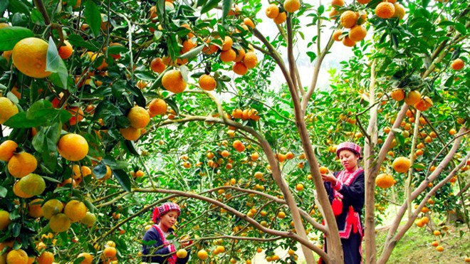 Nét đẹp văn hóa của đặc sản truyền thống cam sành Hàm Yên Nét đẹp văn hóa của đặc sản truyền thống cam sành Hàm Yên