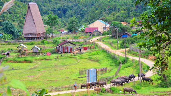 Mùa sim chín trên cao nguyên Kon Plông Mùa sim chín trên cao nguyên Kon Plông