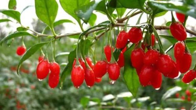 Nhai một nắm hạt này buổi sáng tốt ngang đông trùng hạ thảo Nhai một nắm hạt này buổi sáng tốt ngang đông trùng hạ thảo