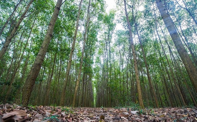 Luật Lâm nghiệp: Hướng phát triển lâm nghiệp theo chuỗi bền vững Luật Lâm nghiệp lần này mở rộng phạm vi điều chỉnh theo hướng liên kết theo chuỗi các hoạt động lâm nghiệp nhằm tạo ra rừng, sản xuất và cung ứng lâm sản đáp ứng cho nền kinh tế quốc dân và đời sống xã hội.