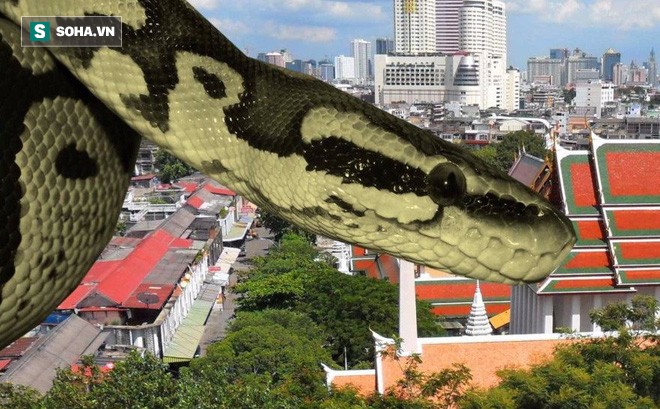 Hãi hùng hàng ngàn con rắn lao vào nhà dân, nguyên nhân vì đâu? Ảnh: Pixbay