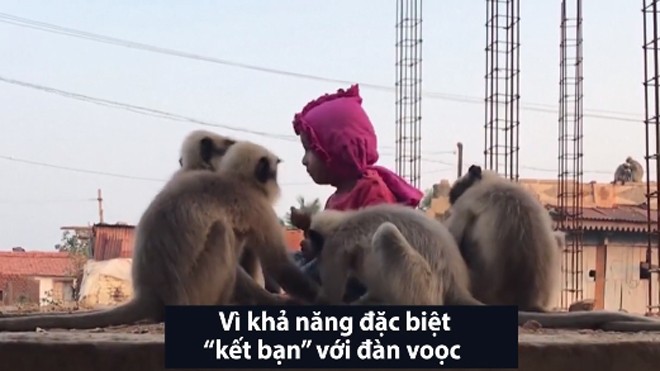 Tình bạn giữa đàn voọc hoang và 'cậu bé rừng xanh' Ấn Độ Tình bạn giữa đàn voọc hoang và 'cậu bé rừng xanh' Ấn Độ