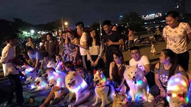 Giới trẻ biến chó cưng thành cây thông Noel di động dạo phố Giới trẻ biến chó cưng thành cây thông Noel di động dạo phố
