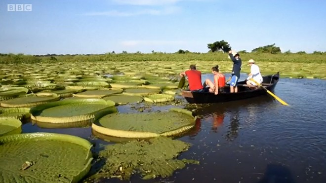 Hoa súng khổng lồ tưởng đã tuyệt chủng xuất hiện ở Paraguay Hoa súng khổng lồ tưởng đã tuyệt chủng xuất hiện ở Paraguay
