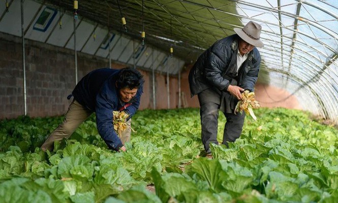 Một công ty chỉ bán rau được định giá 2,8 tỷ USD Một trang trại trồng rau ở Trung Quốc - Ảnh: Xinhua.