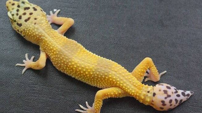 Bí mật đằng sau chiếc đuôi kỳ lạ của thằn lằn Tắc kè có thể tái sinh đuôi bằng cách kích hoạt một nhóm các tế bào gốc khi đuôi bị mất.
