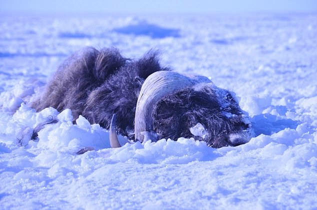 Đàn bò rừng Alaska chết vùi trong cơn bão tuyết kinh hoàng Một con bò rừng bị chết vì tuyết phủ.