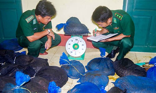 Truy nguồn gốc tê tê từ biển vào đất liền Cà Mau Truy nguồn gốc tê tê từ biển vào đất liền Cà Mau