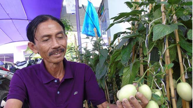 Dưa hấu 'tí hon' chơi Tết của lão nông ở miền Tây Ông Tiếp bên vườn dưa hấu độc lạ của mình