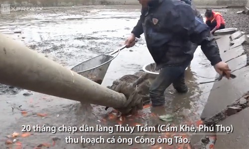 Lội bùn bắt cá 'táo quân' thu 300 triệu đồng Lội bùn bắt cá 'táo quân' thu 300 triệu đồng
