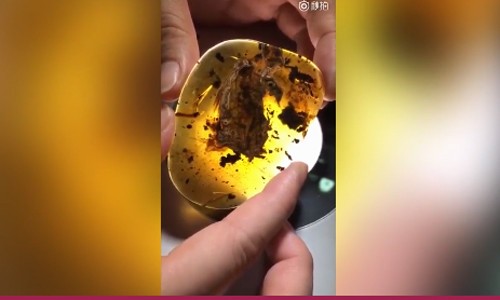 Hóa thạch chim nguyên vẹn nhất trong hổ phách 99 triệu năm Hóa thạch chim nguyên vẹn nhất trong hổ phách 99 triệu năm