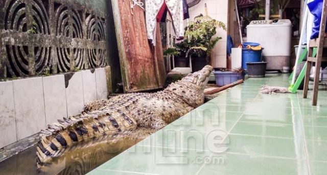 Kỳ lạ gia đình nuôi cá sấu trong nhà Kojek sống trong nhà Muhammad suốt 20 qua