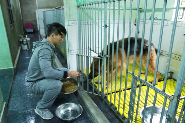 Ước mơ của chàng trai cứu hơn 200 con chó hoang, bệnh tật mỗi năm Anh Sơn cho những chú chó hoang mang về nuôi ăn tối