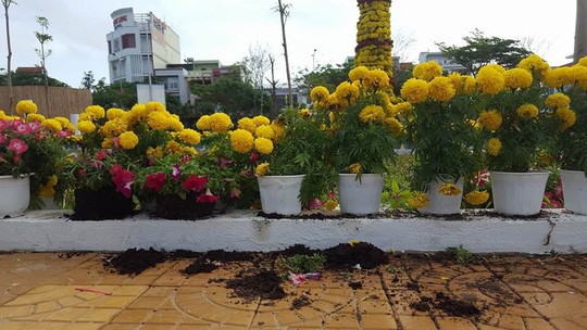 Mang xe ba gác vào công viên 'cướp' hoa, ném đá khi bị ngăn cản Hoa bị phá để lấy chậu tại công viên hoa TP Tuy Hòa