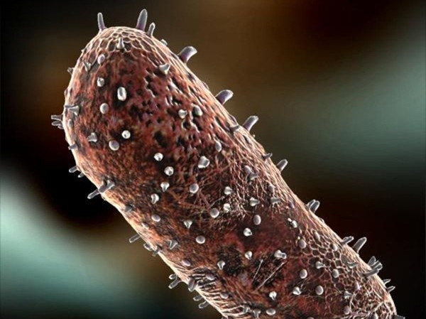 Virus dại ‘ăn’ vào não người như thế nào? Virus dại sẽ di chuyển dọc từ dây thần kinh tới tuỷ sống và lên não