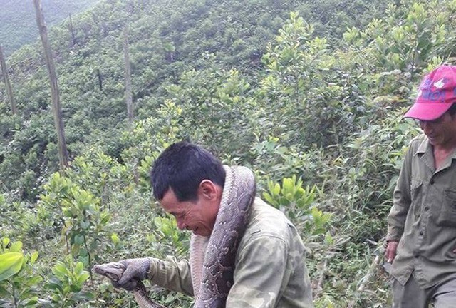 Người dân Hà Tĩnh bắt được trăn 'khủng', nặng gần 20 kg Nhóm người dân Hương Lâm đưa con trăn về nhà
