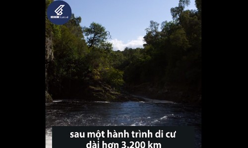 Hành trình vượt thác để sinh sản của cá hồi Đại Tây Dương Hành trình vượt thác để sinh sản của cá hồi Đại Tây Dương
