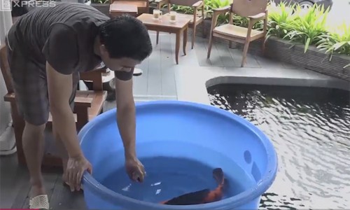 Hồ cá Koi gần 14 tỷ đồng của doanh nhân Sài Gòn Hồ cá Koi gần 14 tỷ đồng của doanh nhân Sài Gòn