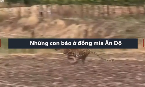Xung đột giữa báo hoa mai và nông dân trên đồng mía Ấn Độ Xung đột giữa báo hoa mai và nông dân trên đồng mía Ấn Độ
