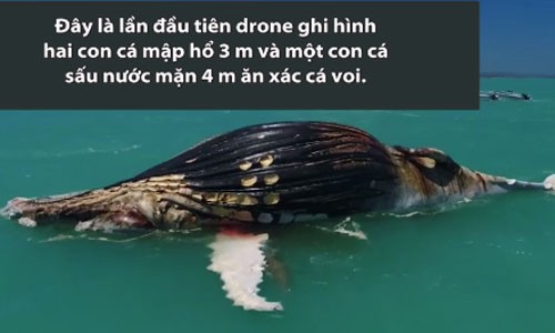 Cá mập và cá sấu ăn ngấu nghiến xác cá voi 20 tấn Cá mập và cá sấu ăn ngấu nghiến xác cá voi 20 tấn