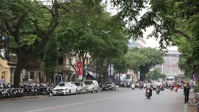 Thi công đường sắt Nhổn - Ga HN: Hàng loạt cây sưa quý hiếm sẽ về đâu? 12 cây sưa quý hiếm cần được bảo tồn sẽ được chuyển về Công viên Thống nhất để trồng và chăm sóc.