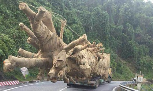 Xe chở cây 'quái thú': Truy rõ trách nhiệm tổ chức, cá nhân liên quan Xe chở cây "quái thú" lọt qua 16 tỉnh thành mà lực lượng chức năng không hay biết (!?)