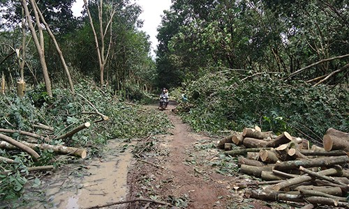 Cô gái bị xẻo tai vì món nợ 20 triệu đồng Khu vực lô cao su cô gái bị nhóm thanh niên xẻo tai. Ảnh: Văn Trăm.