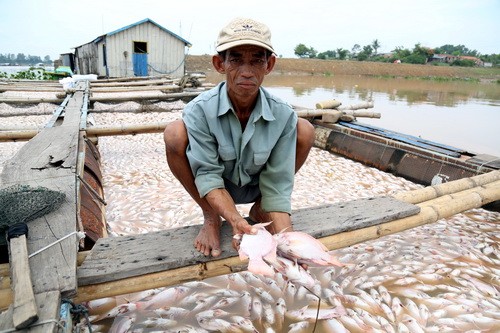 Công an điều tra 1.500 tấn cá chết trắng trên sông La Ngà Người dân trắng tay chỉ sau một đêm khi hàng nghìn tấn cá chết trắng mặt sông. Ảnh: Phước Tuấn.