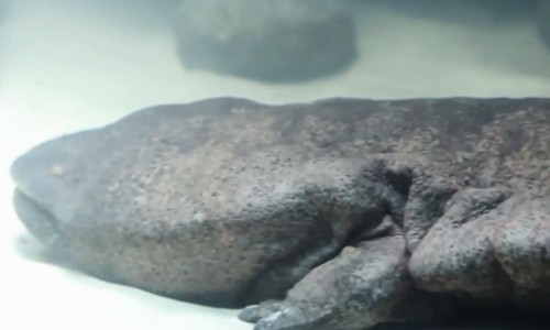Loài 'hóa thạch sống' sắp tuyệt chủng vì bị săn làm đặc sản Loài 'hóa thạch sống' sắp tuyệt chủng vì bị săn làm đặc sản